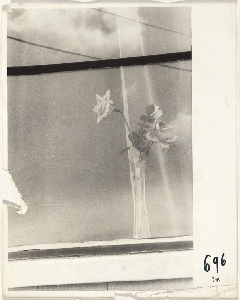 Flowers in window--Butte, Montana