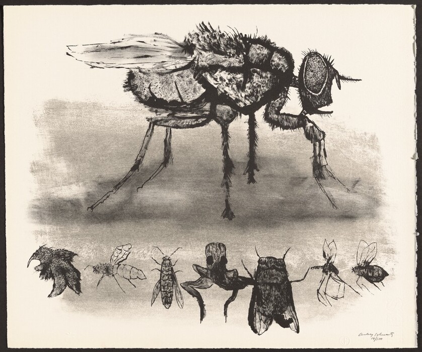 The image includes a detailed illustration of a fly in the upper portion and multiple smaller insect sketches below. The color palette is monochromatic with shades of black and gray on a white background. The large fly is at the center of the top section, while the smaller insects are evenly distributed along the bottom edge from left to right.