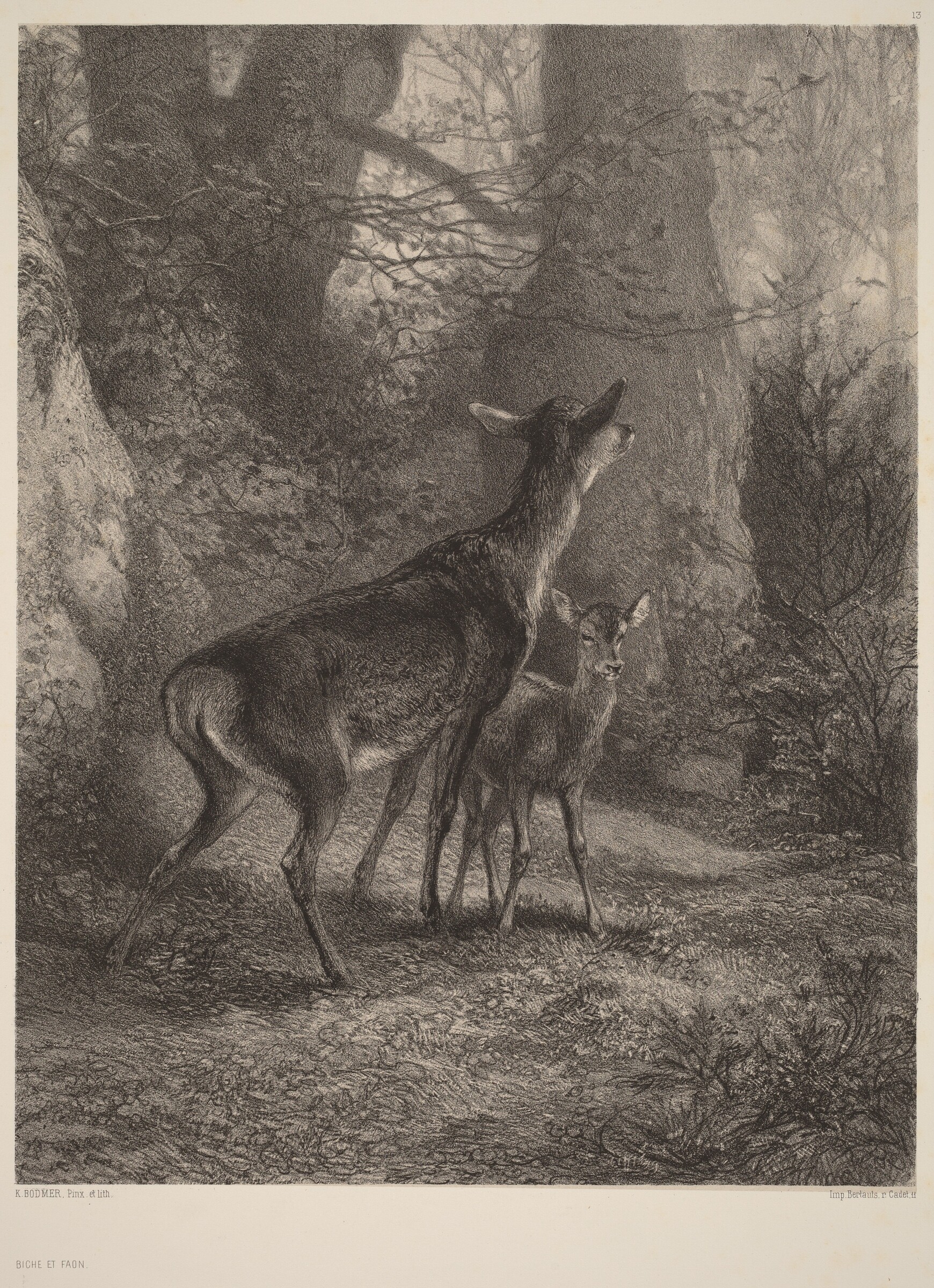 Biche et Faon, Karl Bodmer