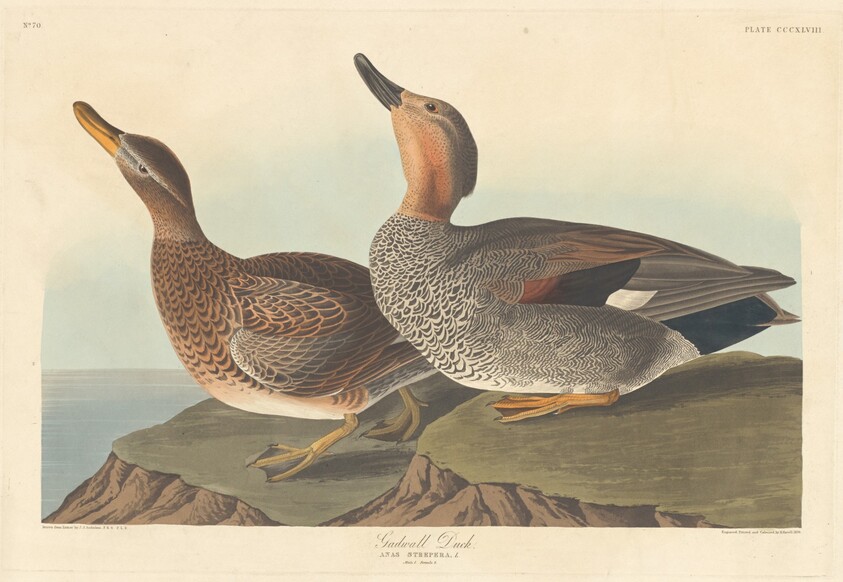 Gadwall Duck
