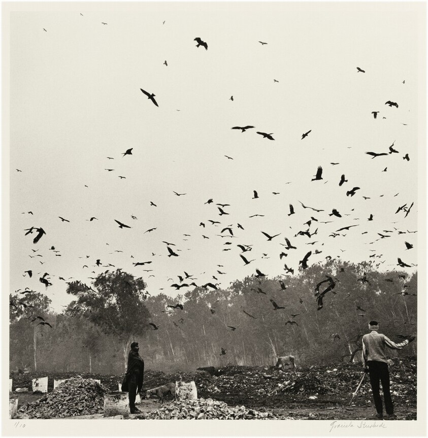 Pájaros, New Delhi, India (Birds, New Delhi, India)
