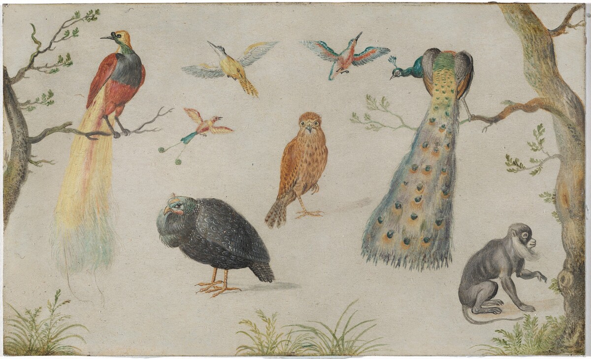Study of Birds and Monkey