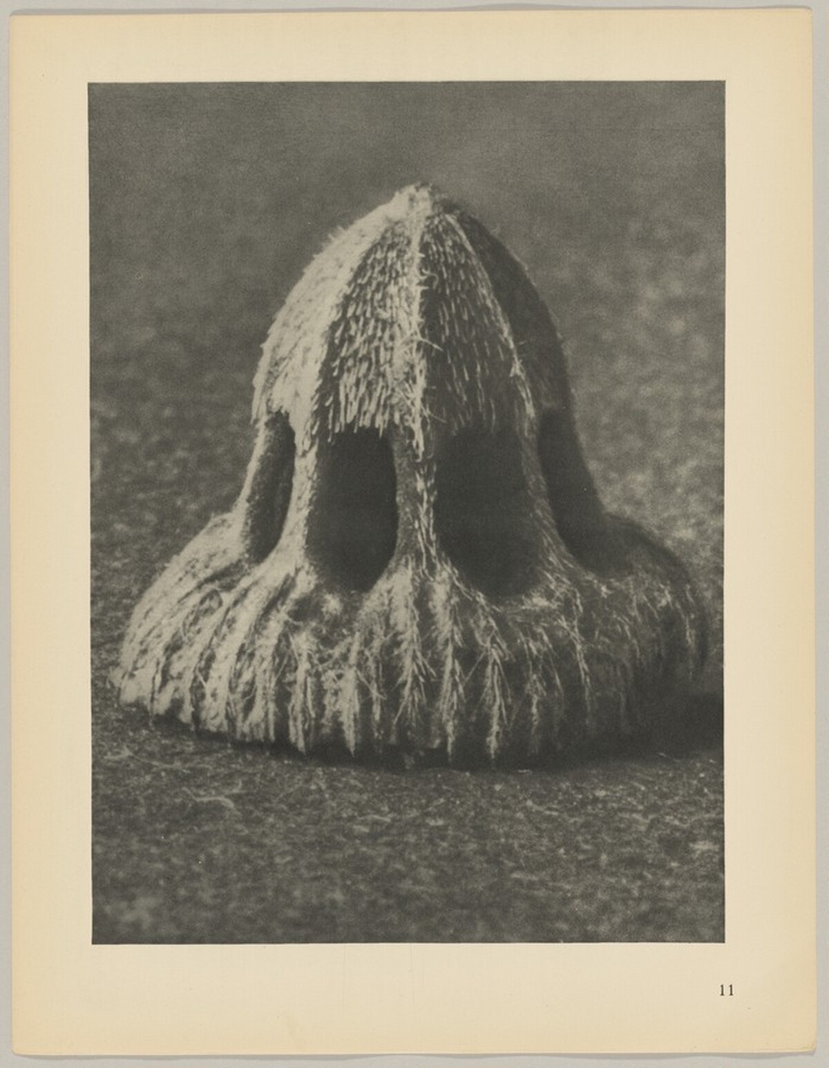 Callistemma brachiatum