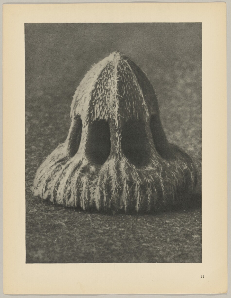 The image shows a large, textured object with a fibrous surface, resembling a shell or seed pod. It has arch-like openings around its base. The color palette is grayscale, with shades of black and white creating contrast and highlighting the texture. The object is centrally positioned on the page, surrounded by a smooth, textured surface.