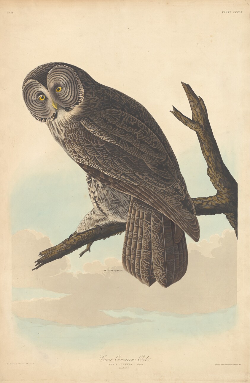 Great Cinereous Owl