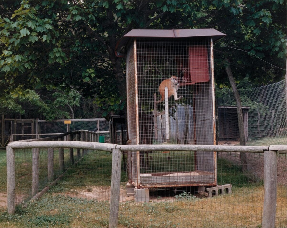 Patas Monkey, Bassett Wild Animal Farm, Cape Cod