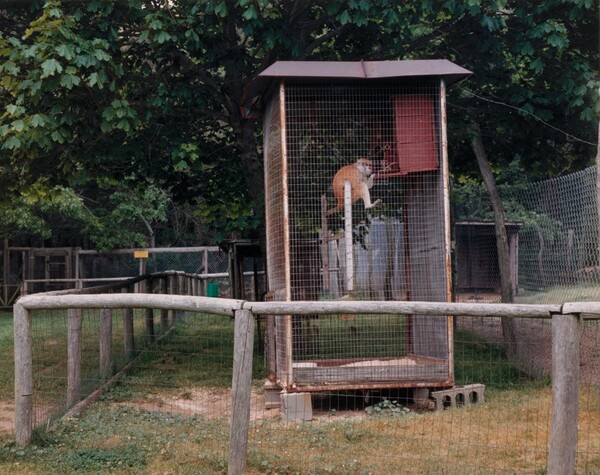 Patas Monkey, Bassett Wild Animal Farm, Cape Cod