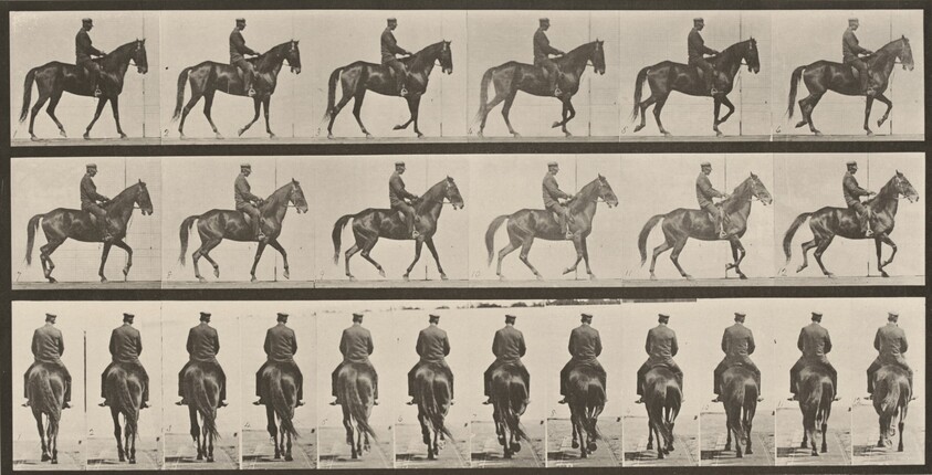 Plate Number 584. "Beauty" walking, saddled, irregular