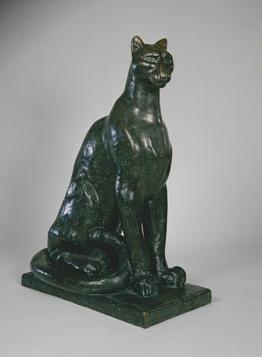 Puma (looking right)