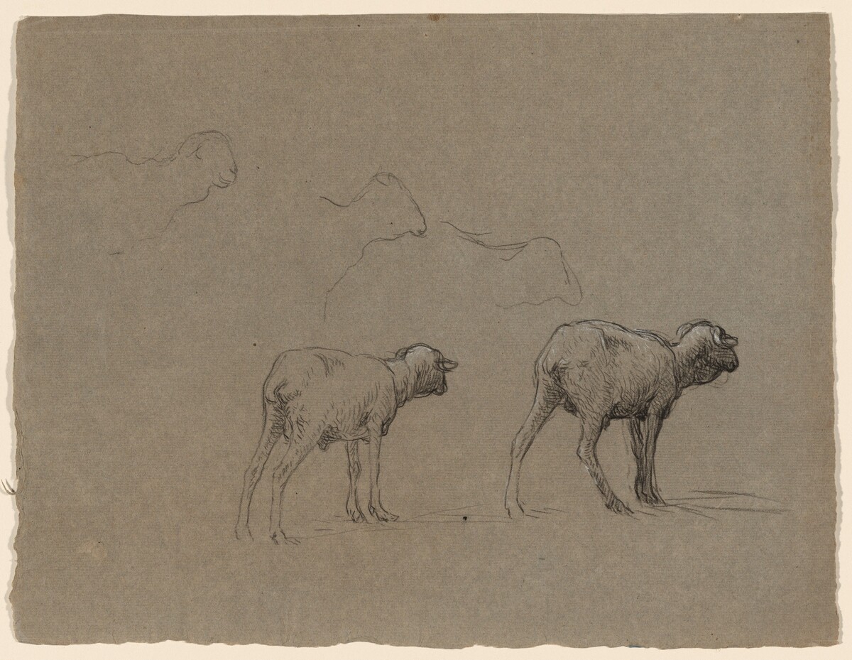 Studies of Sheep