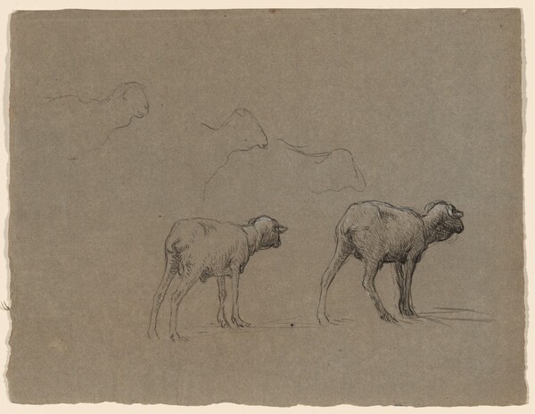 Studies of Sheep