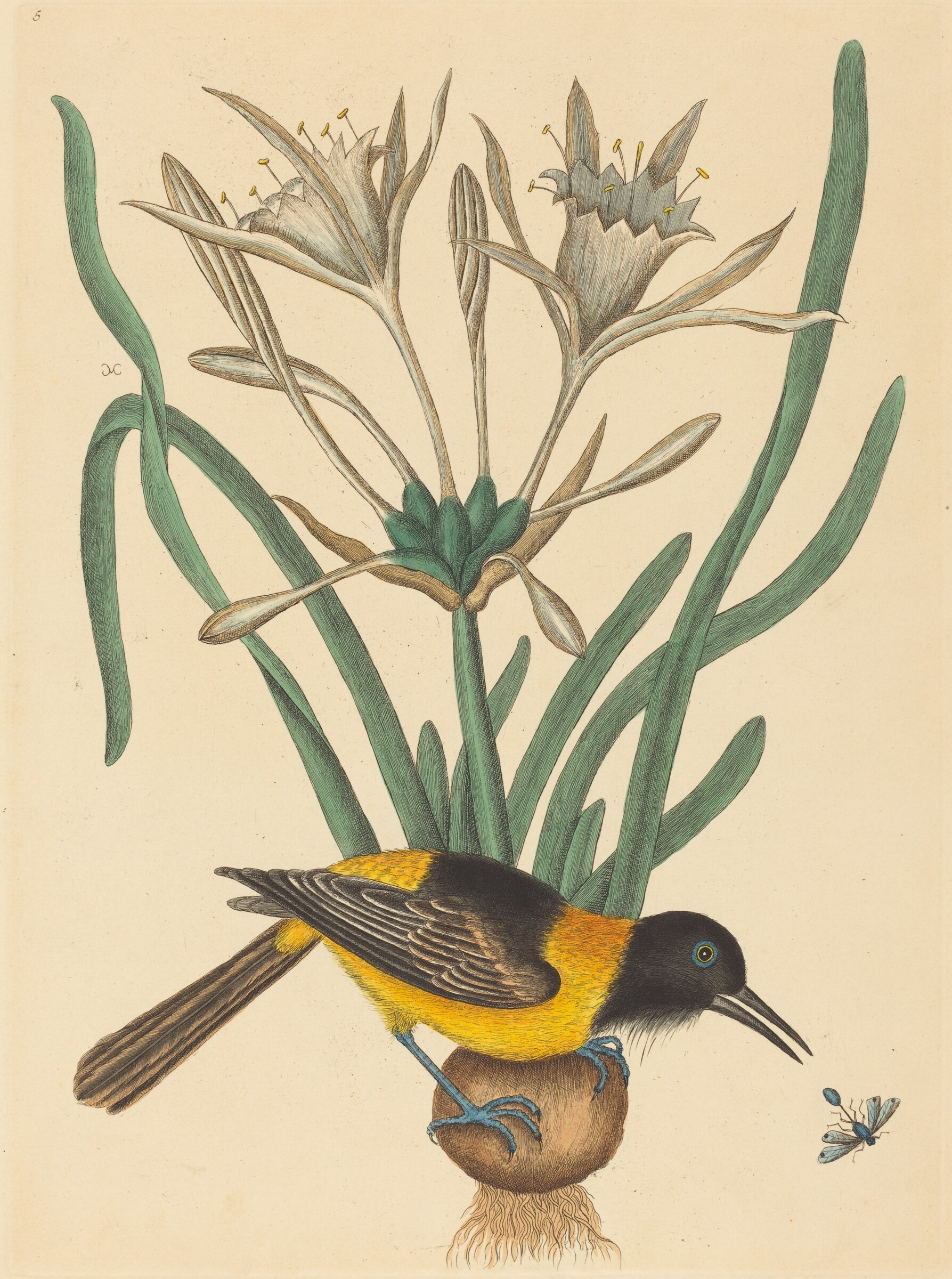 The Yellow and Black Pye (Oriolus Icterus), Mark Catesby, published 1731-1743