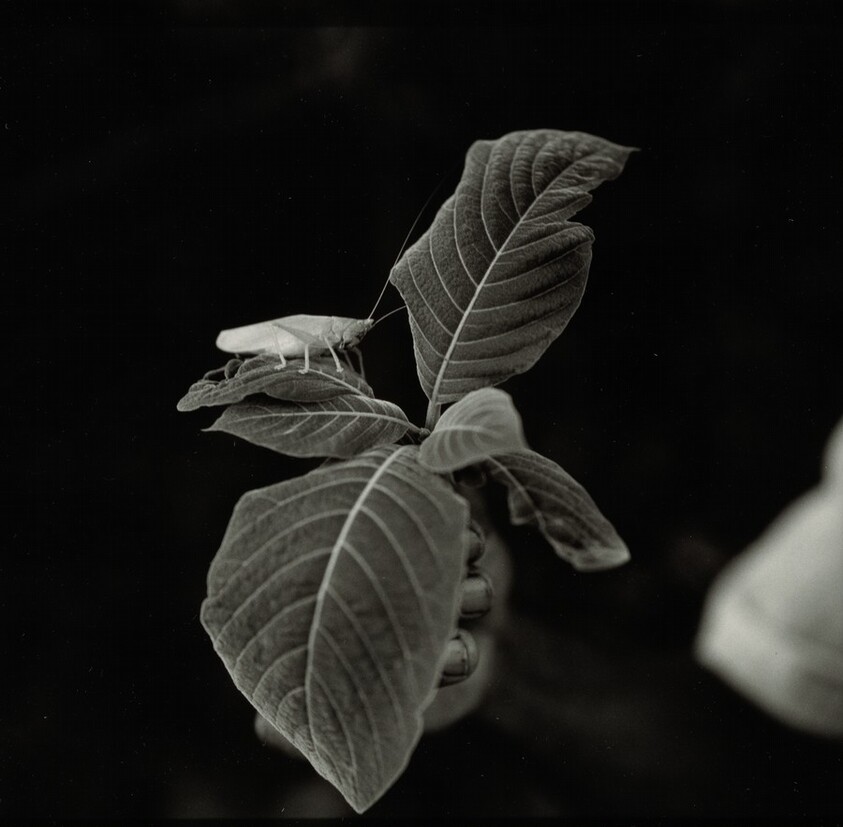 The "Hope" Grasshopper. Dona Antônia's Wish-Ribbon Bracelet. Five Centuries Work the Land at Black River.