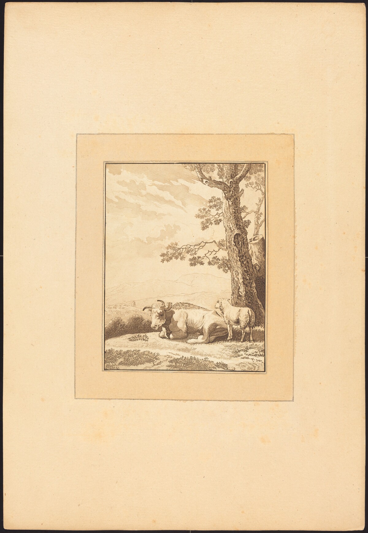 Cow Resting