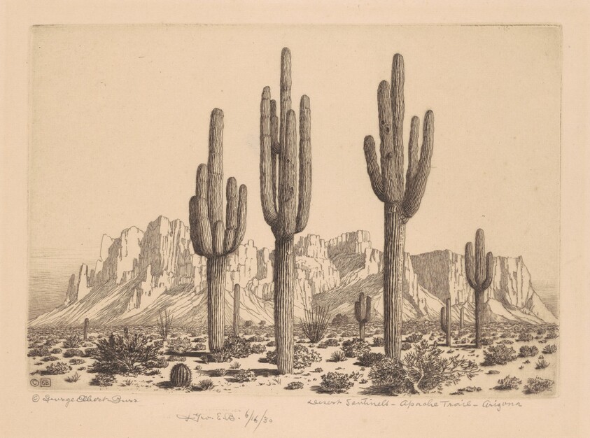 Desert Sentinels, Apache Trail, Arizona