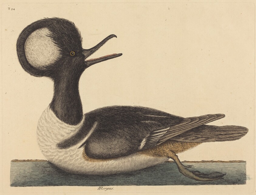 The Round Crested Duck (Mergus cucullatus)