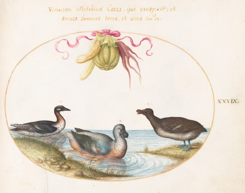 Plate 39: A Scaup with Two Other Waterfowl beneath a Garland of Produce
