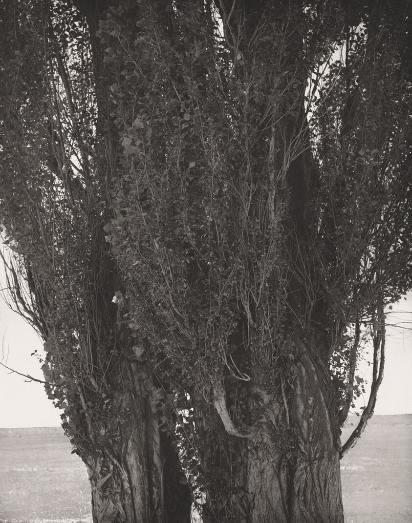 Poplars, Harney County, Oregon