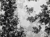 Multiple Exposure Trees, Detroit, Harry Callahan, c. 1942
