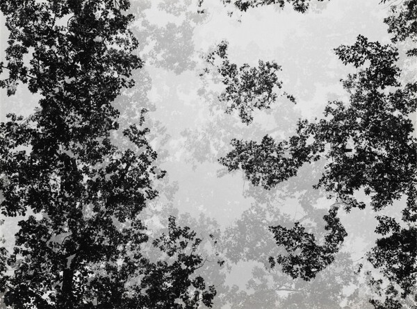 Multiple Exposure Trees, Detroit