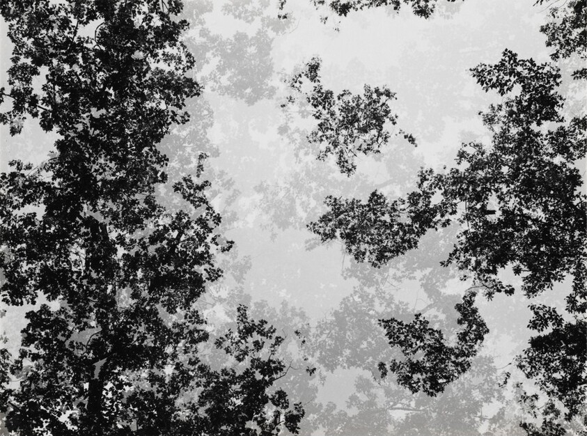 Multiple Exposure Trees, Detroit