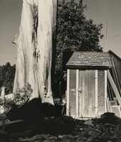 Outhouse and Eucalyptus Tree, California, Wright Morris, Winter 1935