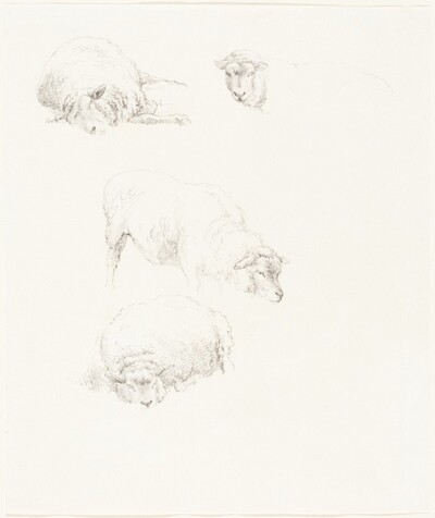 Studies of Sheep