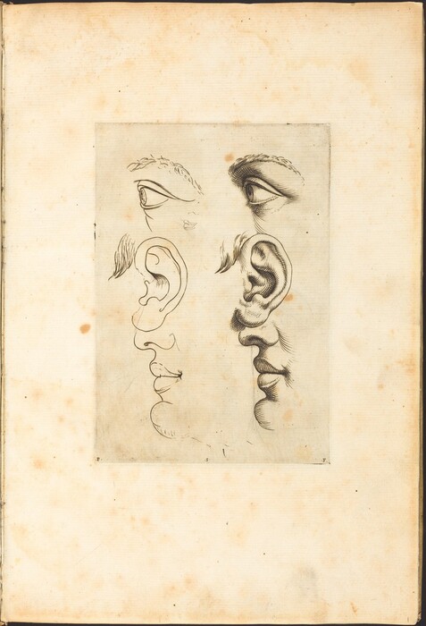 The image shows a drawing of eyes, ears, a nose, and a mouth. The eyes are detailed with eyelids and eyebrows. Two ears are included, differing in levels of detail. The left side of the sheet has minimal line work, and the right side is shaded with texture, especially on the ear and profile view. Eyebrows and sideburns are visible on the drawings. The background is a textured surface resembling aged paper, with light spots and faint discoloration.