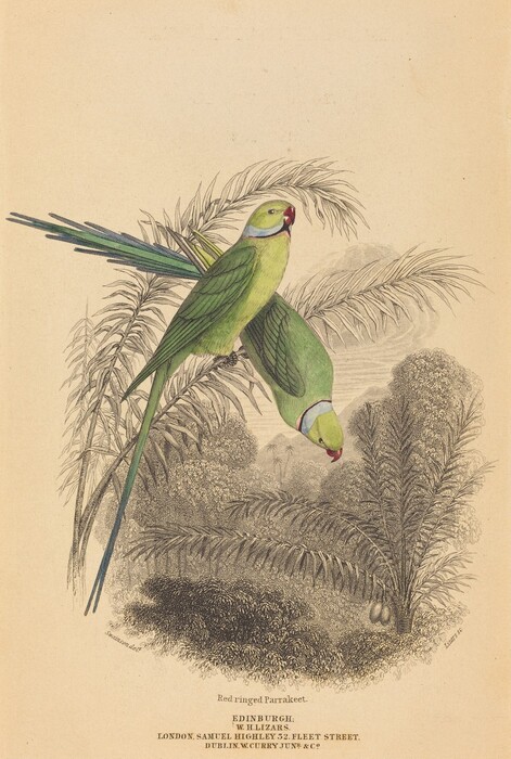 Two green parakeets are perched on slender branches. One bird is upside down, and the other is upright. The parakeets are green, blue, and red, while the background foliage is brown and gray.
