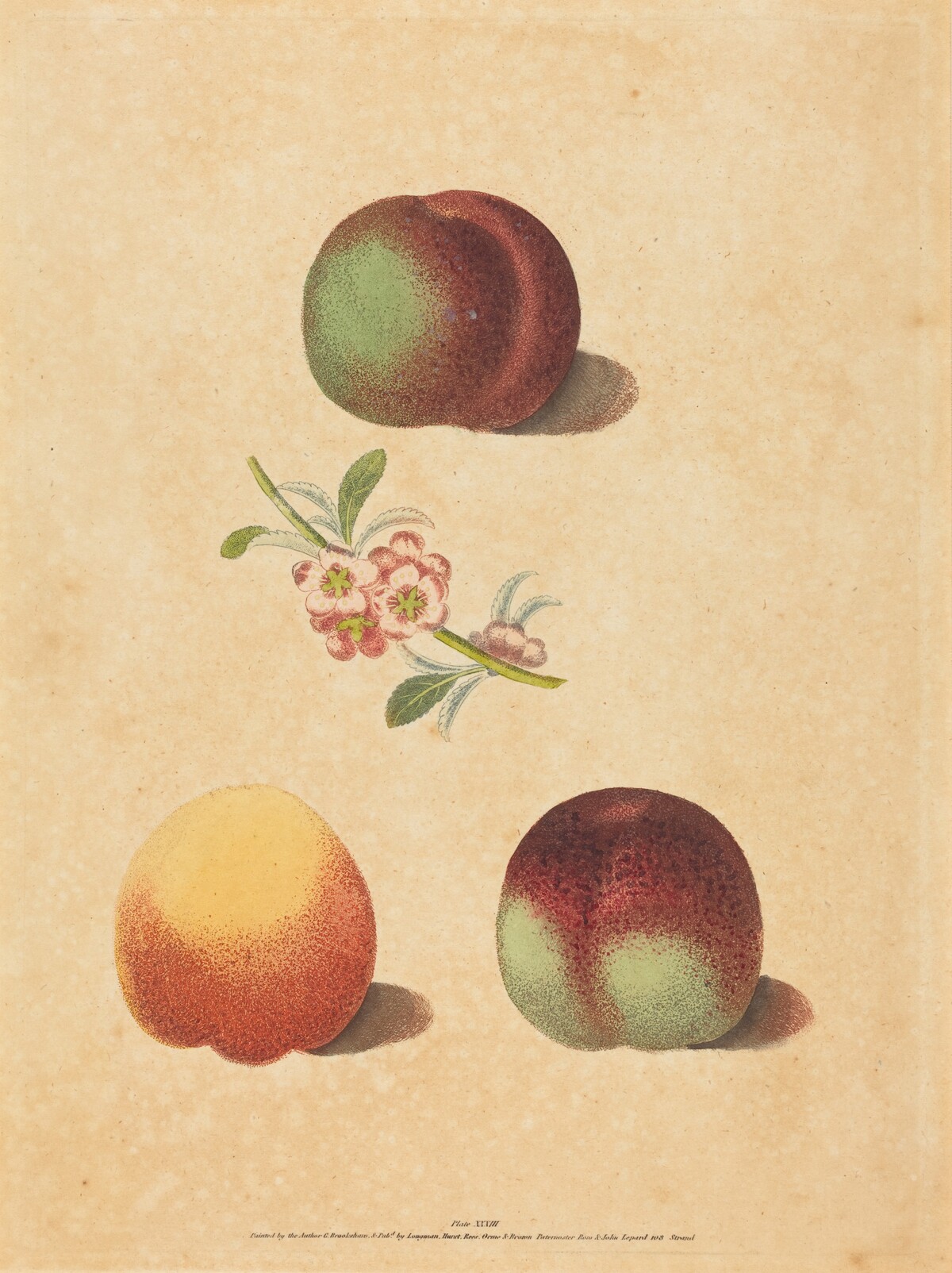 Three Peaches
