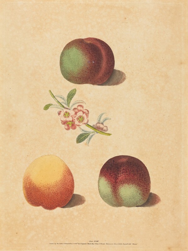 Three Peaches