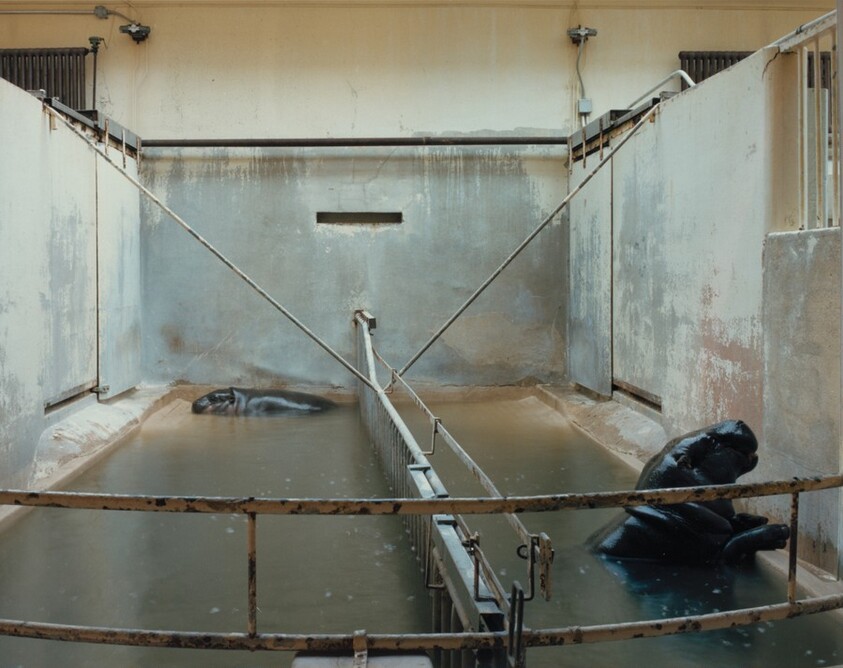 Pygmy Hippopotamus, National Zoo, Washington, D.C.