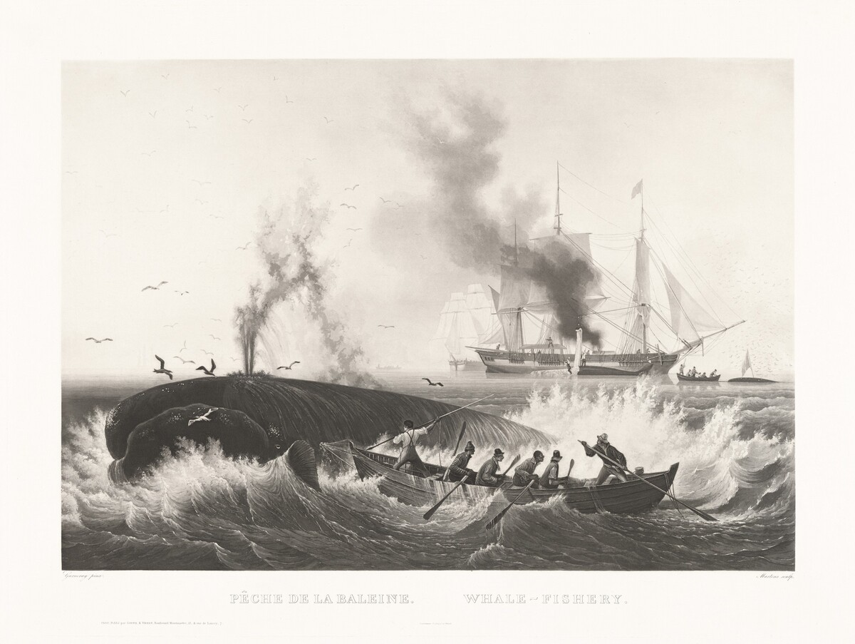 Pêche de la Baleine, Whale-Fishery