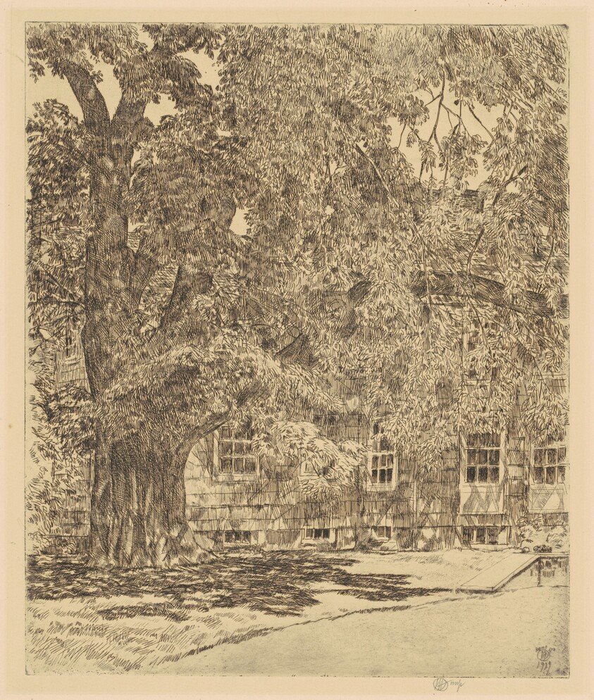 Giant Elm, Easthampton