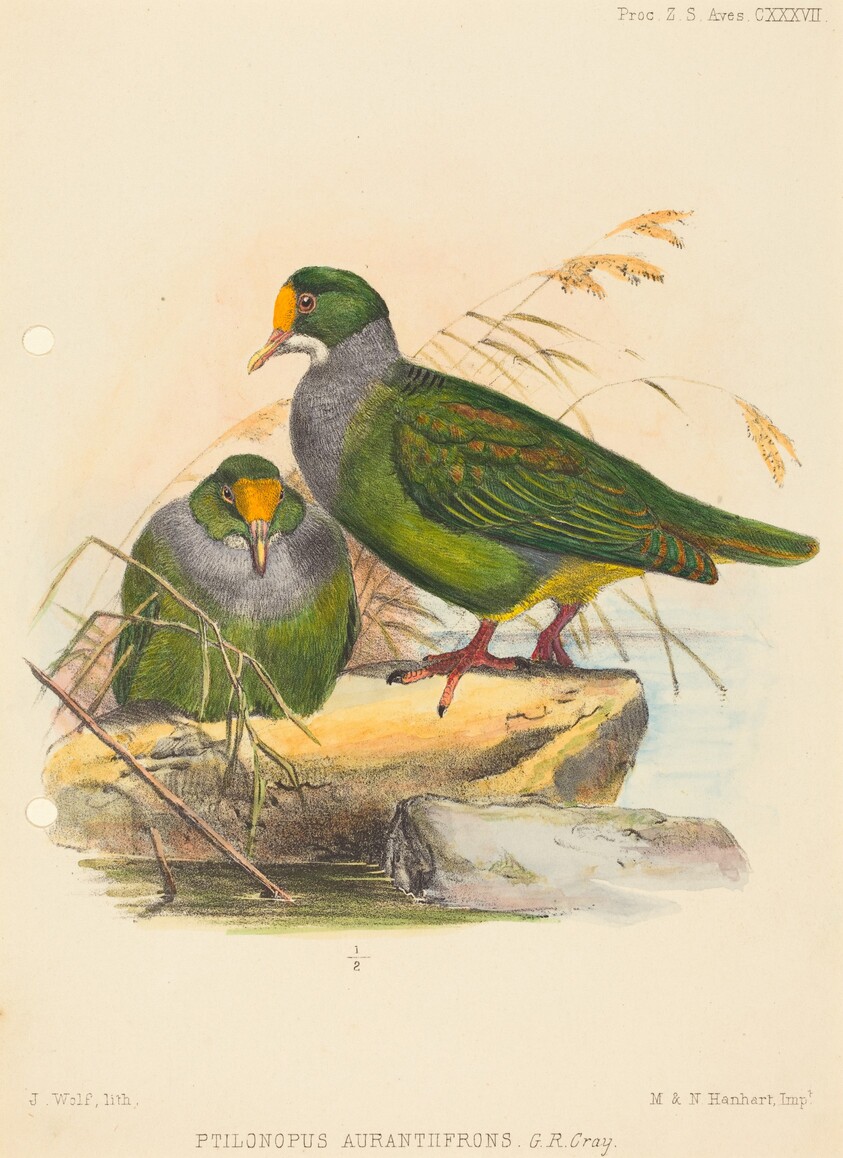 Two Birds (Ptilonopus Auranthfrons)