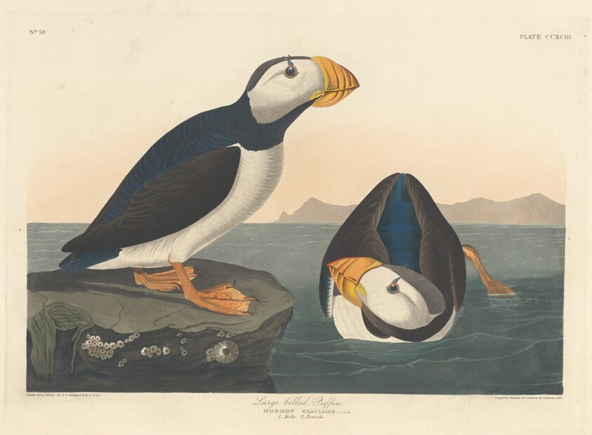 Large-billed Puffin