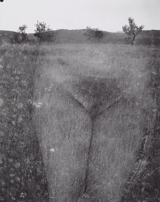 The image shows a ground-level perspective of a grassy landscape. The horizon is located near the top with a line of trees. In the distance, there are rolling hills or mountains. The grass has soft brushstrokes, creating a delicate texture. The scene is in black-and-white, emphasizing contrasts and textures. Closest to the viewer are tall grass and wildflowers, leading the eye to a sparser area with trees and distant hills. A transparent human silhouette is overlaid on the grass, blending with the overall composition.