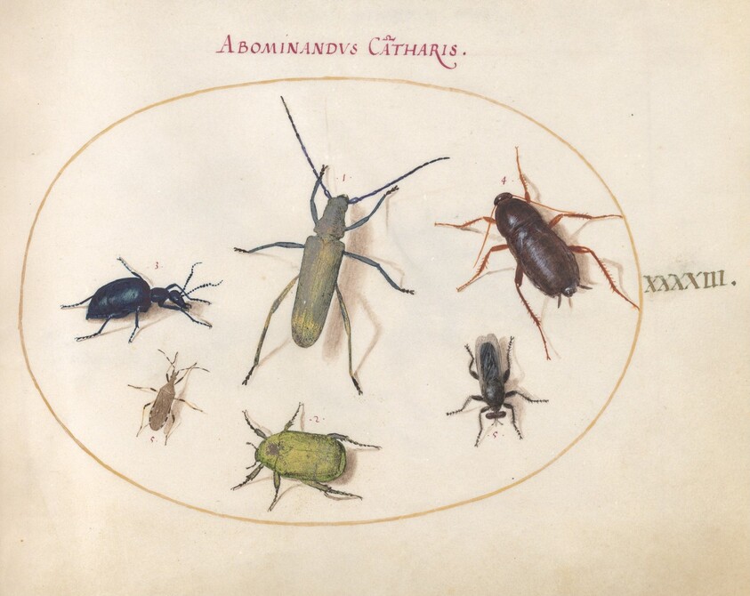Plate 43: Musk Beetle, Oil Beetle, Tansy Beetle(?), Cockroach, Leaf-Footed Bug, and Other Insects