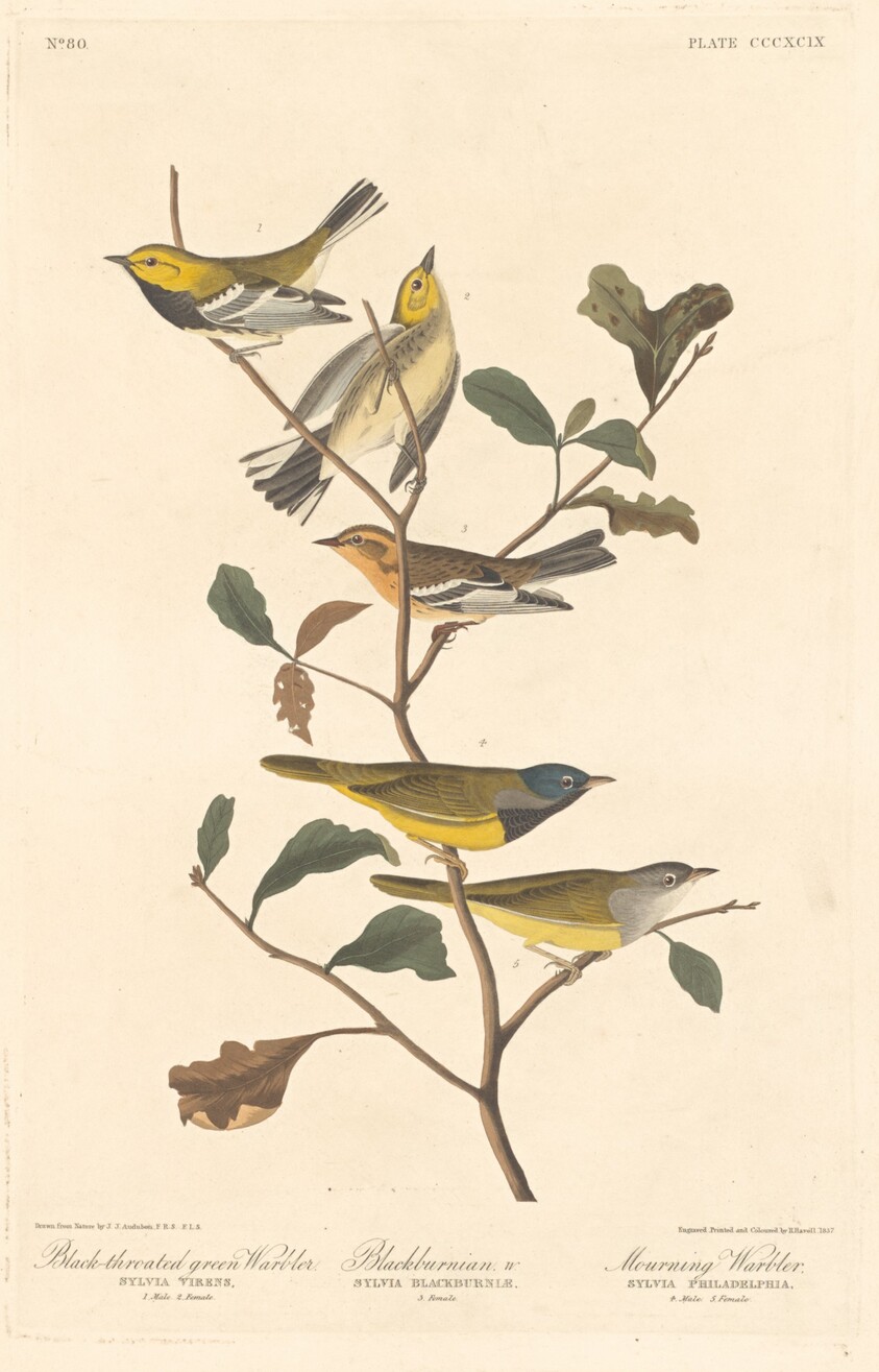 Black-throated Green Warbler, Blackburnian Warbler and Mourning Warbler