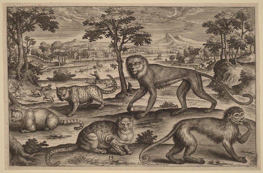 Three Cats and Two Monkeys