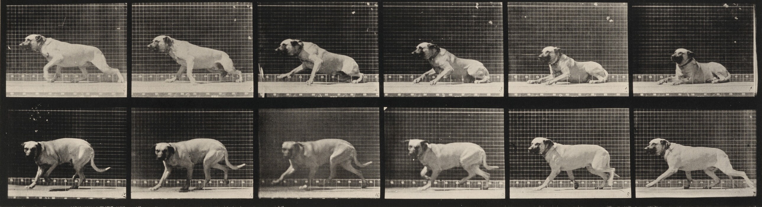 This is a photograph of a dog in twelve separate frames, each showing different moments of the dog's movements in a grid format. The frames display actions like walking, standing, and lying down against a grid pattern background. The series captures the fluidity of the dog's movements, showcasing its grace over time. It appears to be a study of motion, potentially for scientific or artistic purposes.