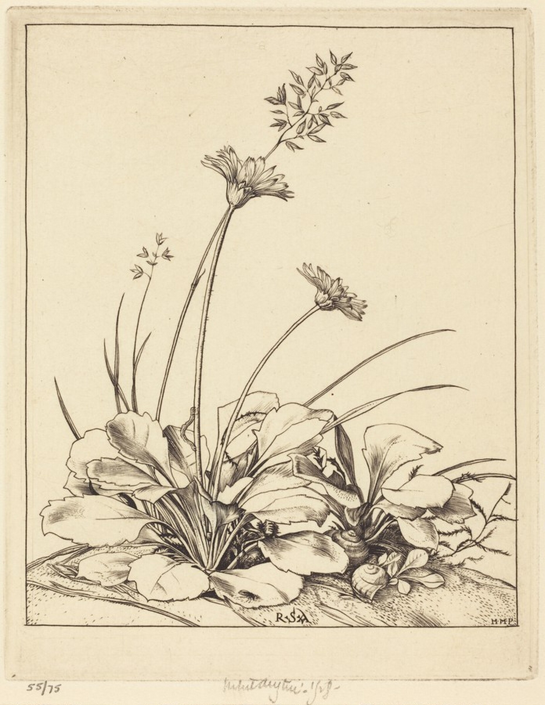 Daisies, Robert Austin, 1928