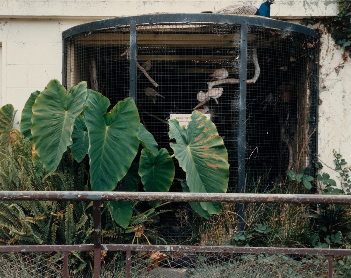 Ringed Turtle Dove, Oakland Zoo
