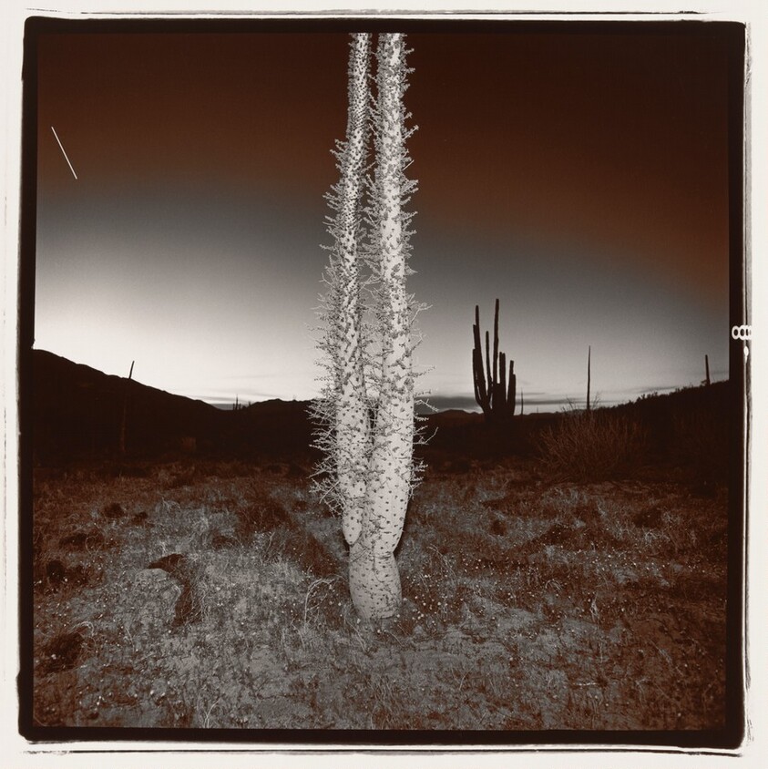 Untitled (From Bogum Suite)