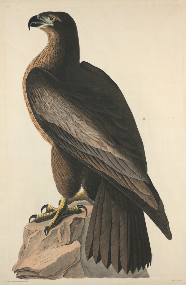 The Bird of Washington or Great American Sea Eagle