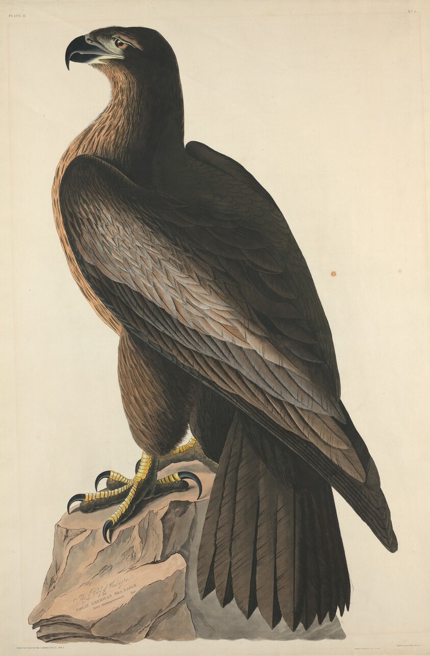 The Bird of Washington or Great American Sea Eagle