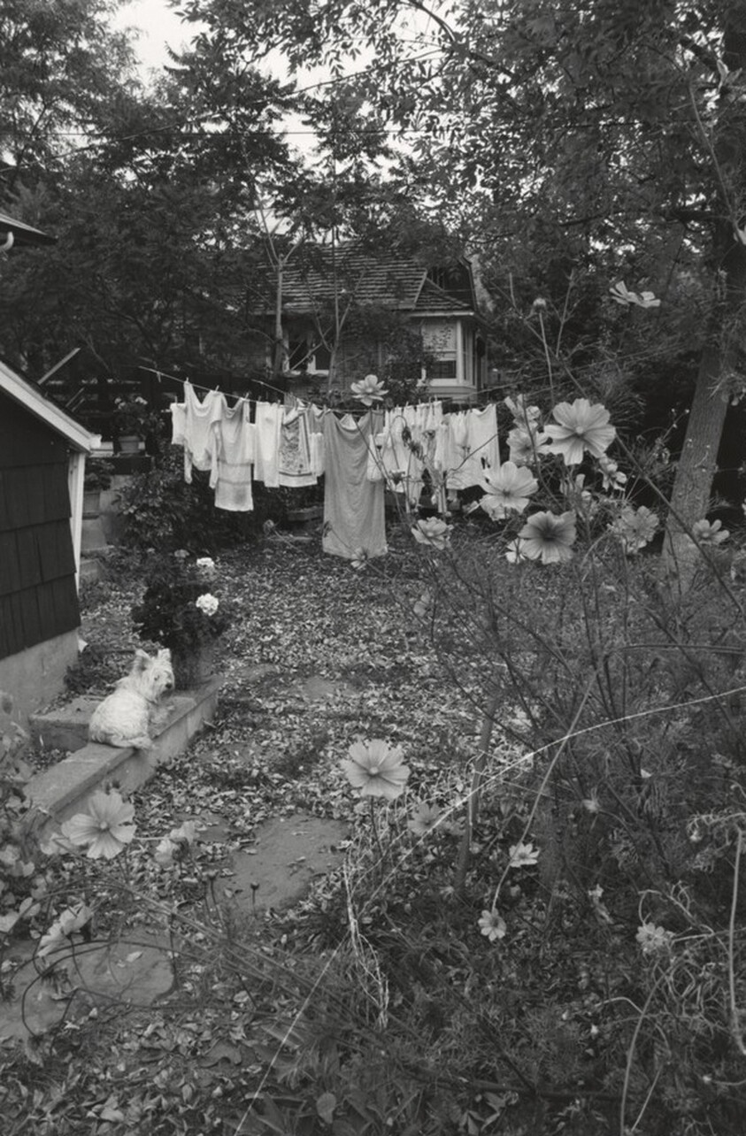 Longmont, Colorado, Sally in the Backyard