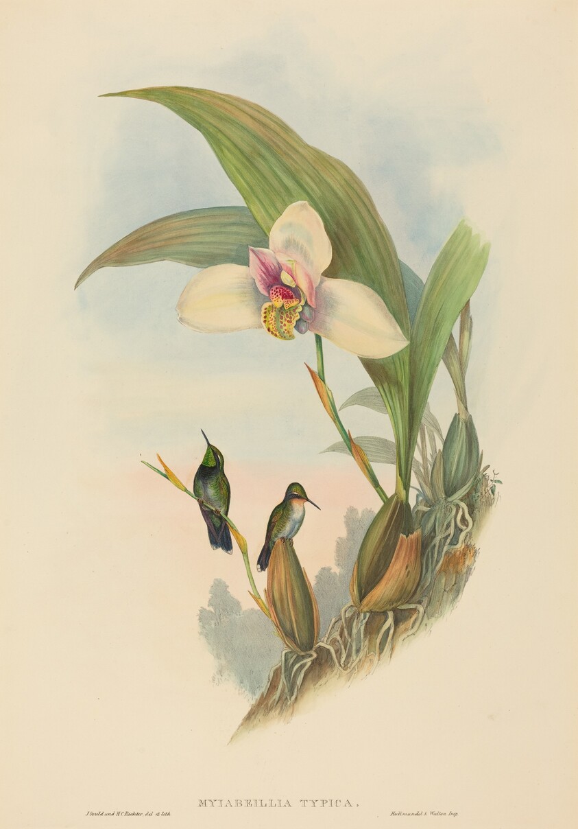 Myiabeillia typica (Abeille's Hummingbird)