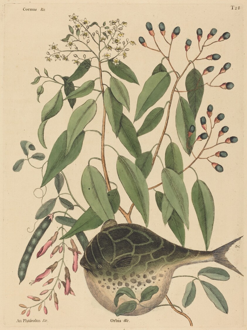 The Globe Fish (Tetrodon lagocephalus)