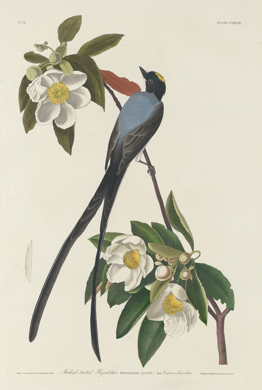Forked-tail Flycatcher
